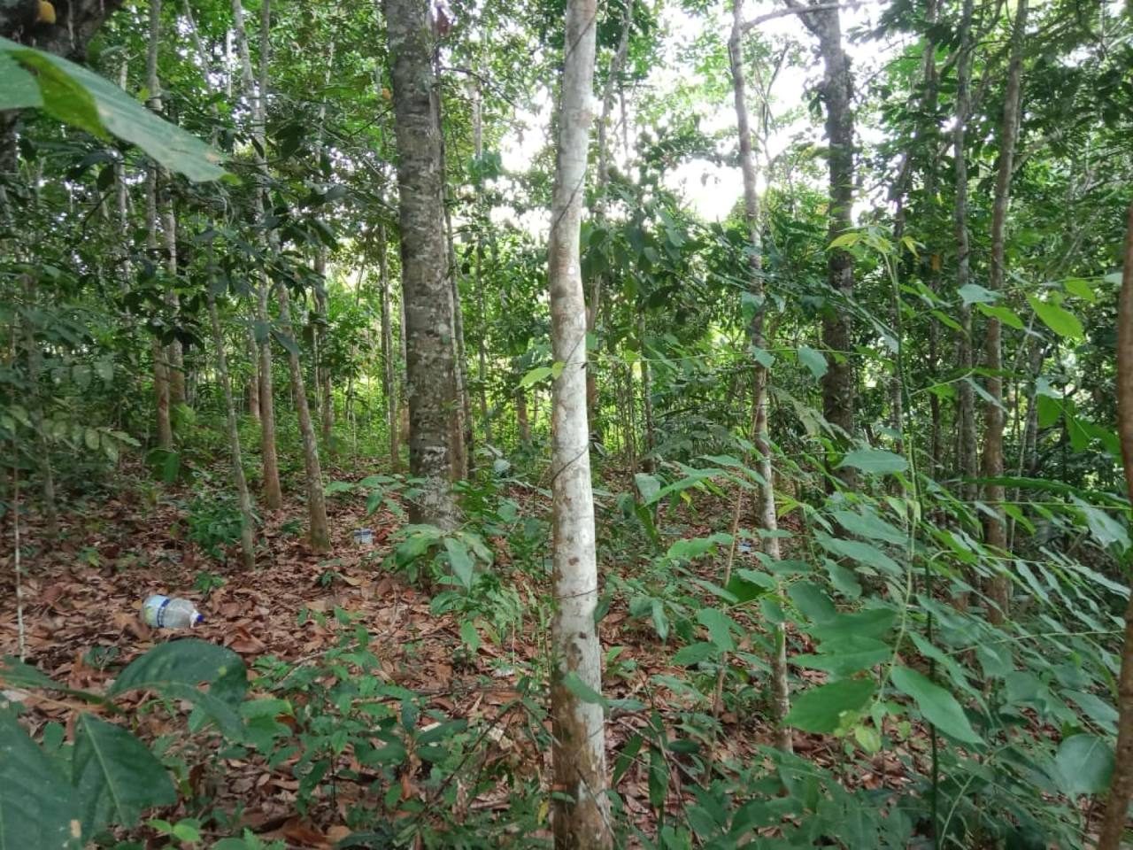 Tanah 1 Ekar Tepi Jalan Kg Paya Bungor Kuantan Ada Rumah & Kebun