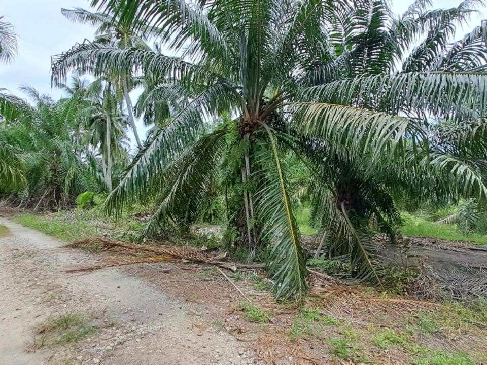 Kebun Sawit 2.1 Ekar Pancang Bedena Sabak Bernam Lot Pokok Matang Akses Mudah