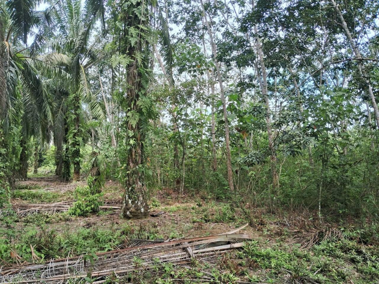 Tanah 4 Ekar Getah Matang Sungai Lenek Chaah Johor Freehold Harga Turun Akses Mudah