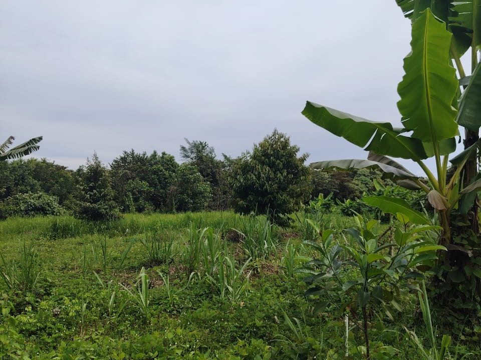 Tanah Dusun 4.29 Ekar Simpang Tiga Jeniang Gurun Kedah Freehold Pokok Durian Matang Akses Jalan