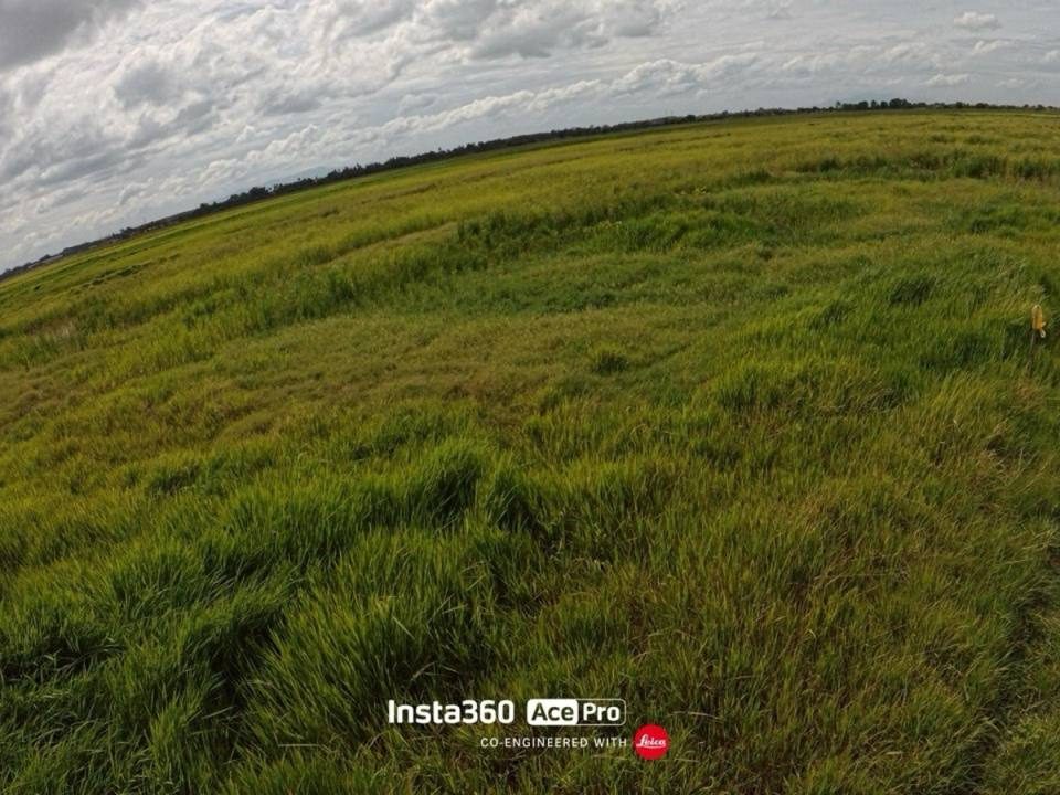 Tanah Sawah Padi 3.4 Ekar Telaga Mas Pokok Sena Kedah Freehold