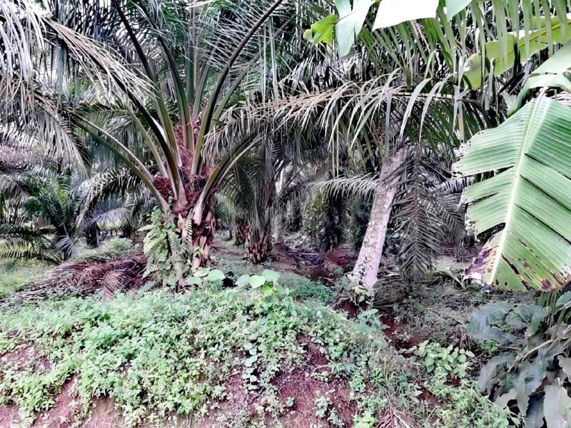 Tanah Pertanian 10 Ekar Kelanang Kuala Langat Selangor Freehold
