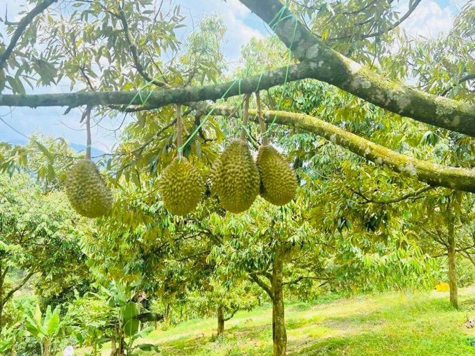Tanah Kebun Durian Kalumpang Hulu Selangor 1 Ekar