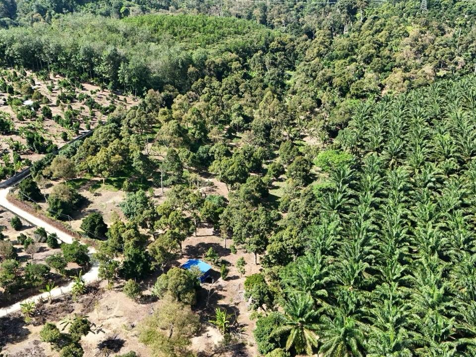 Tanah Pertanian Mantin Seremban 4.98 Ekar Freehold Siap Pokok Durian