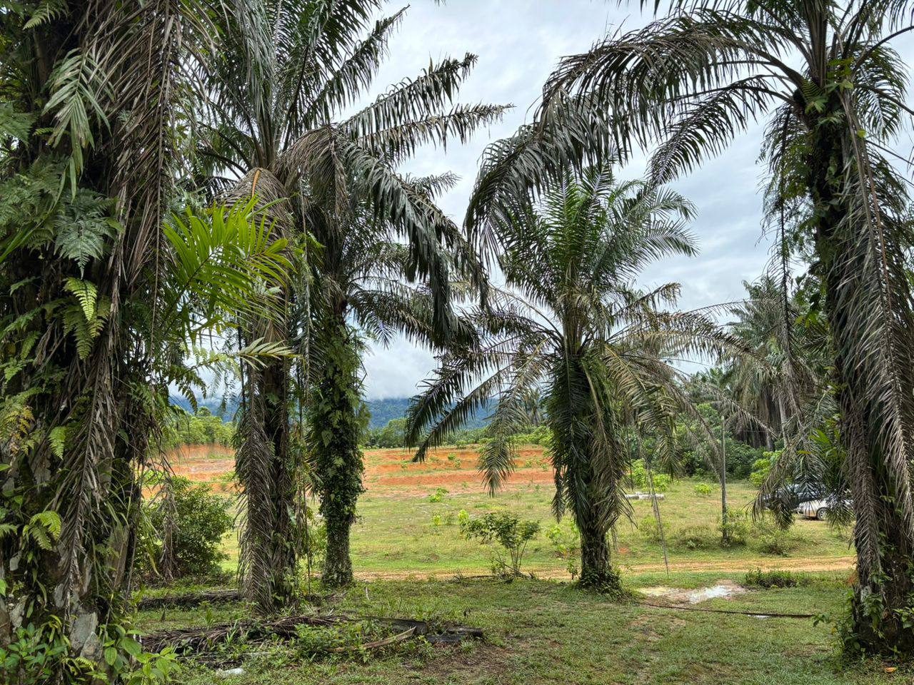 Tanah Pertanian Mukim Sungai Batu Sungai Pasir Mahang 3.88 Ekar Freehold