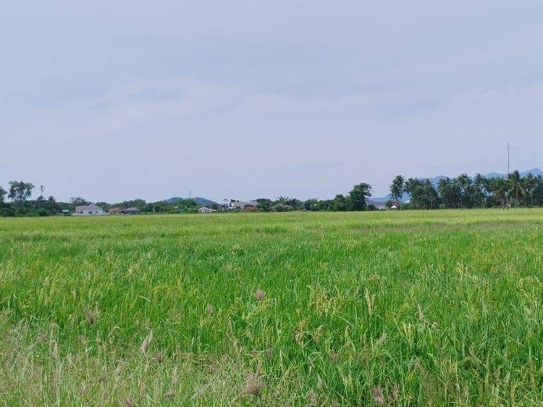 Tanah Pertanian Seberang Perai Utara Teluk Air Tawar 34843 Sqft Freehold Geran Mukim