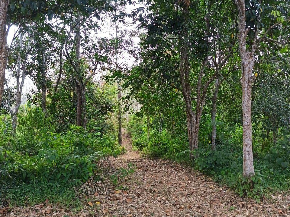 Tanah Dusun Kg Tualak Kuala Nerang Kedah 1.5 Relong Freehold Malay Reserve Geran Mukim