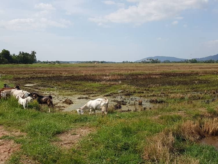 Tanah Pertanian Merbok Kedah 4.00 Ekar Geran Individu Tepi Jalan Ban
