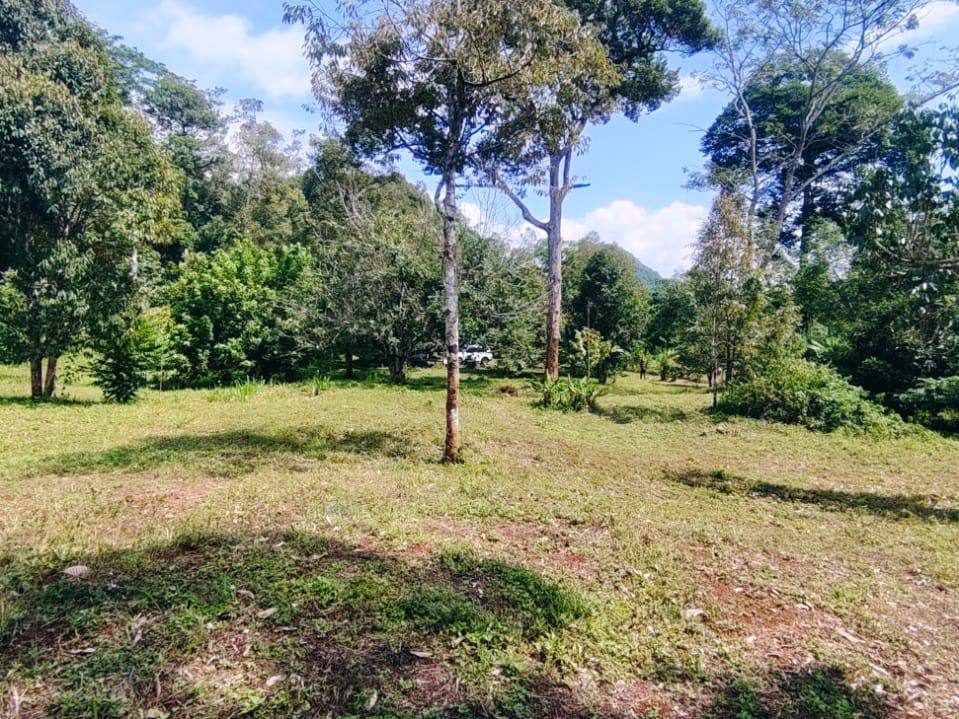Tanah Dusun Kg Wang Tungku Lembu Beseri Perlis 2.6 Relong Freehold Geran Individu Siap Pondok