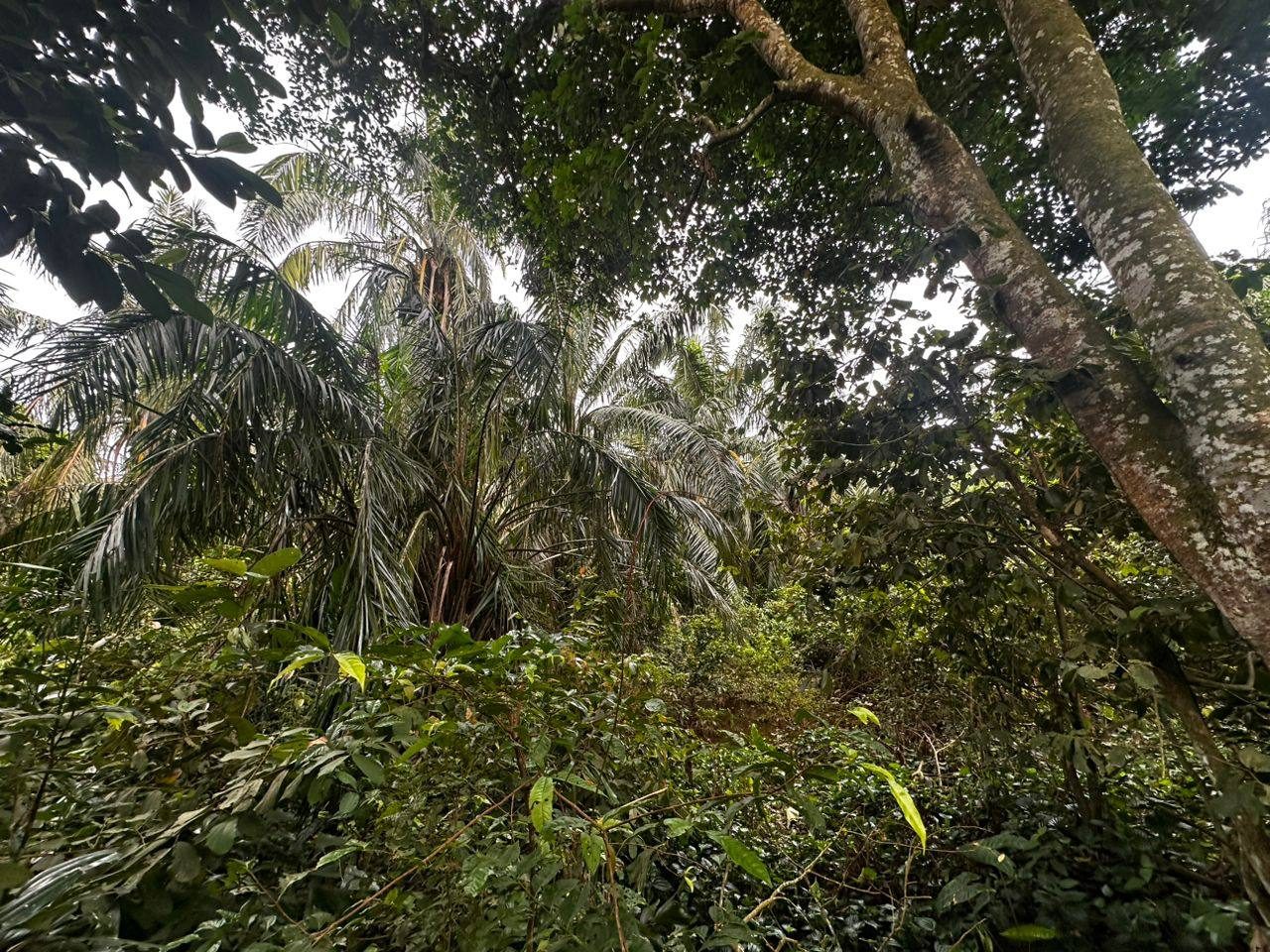 Tanah Kebun Kelapa Sawit Pantai Perai Pinang Tunggal Kedah 1.20 Ekar