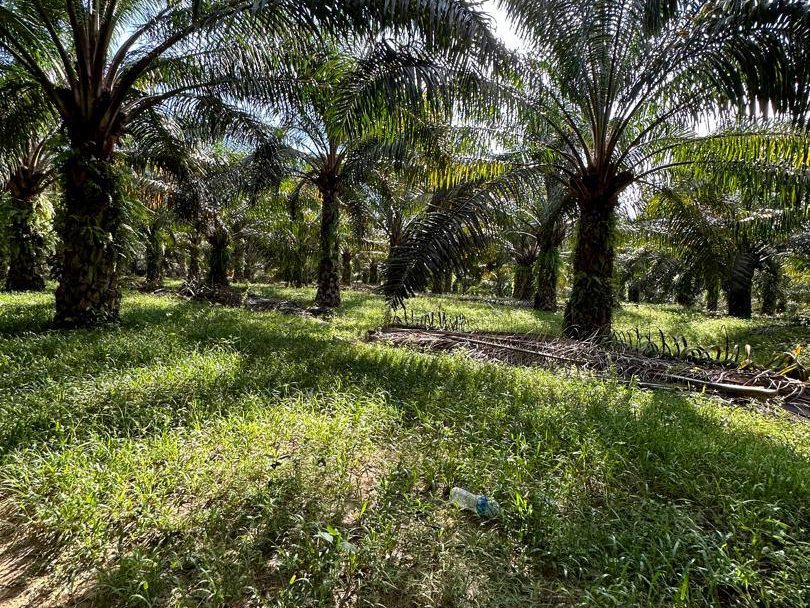 Tanah Pertanian Kuala Mengkuang Penanti Bukit Mertajam Pulau Pinang Freehold Geran Mukim Bersebelahan Taman Perumahan