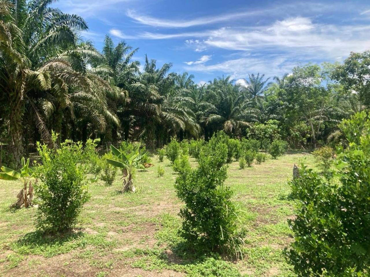 Tanah Pertanian Di Kampung Lakai Jelebu, Negeri Sembilan