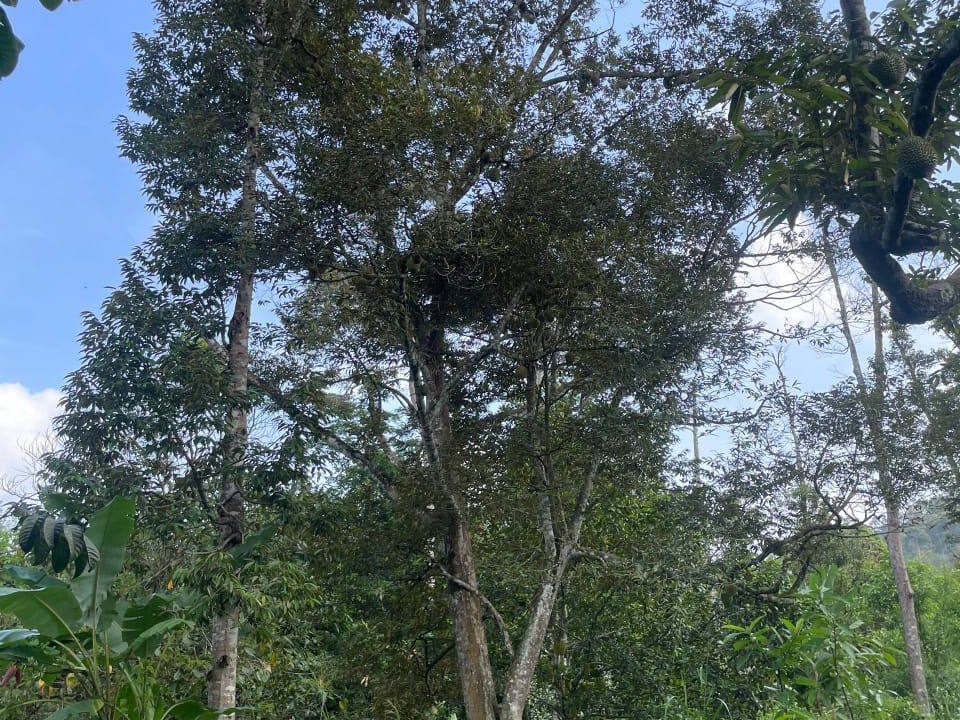 Dusun Buah-Buahan Sungai Kechik Changlun Kedah 5.5 Ekar Geran Individu
