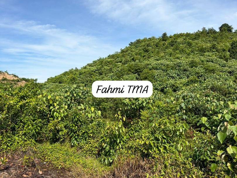 Tanah Pertanian Pendang Kedah 7.12 Ekar Freehold Rapat Jalanraya