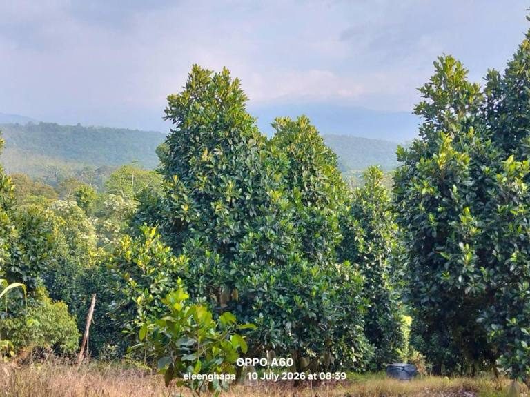 Tanah Pertanian 4.6 Ekar Terachi Kuala Pilah Negeri Sembilan Freehold