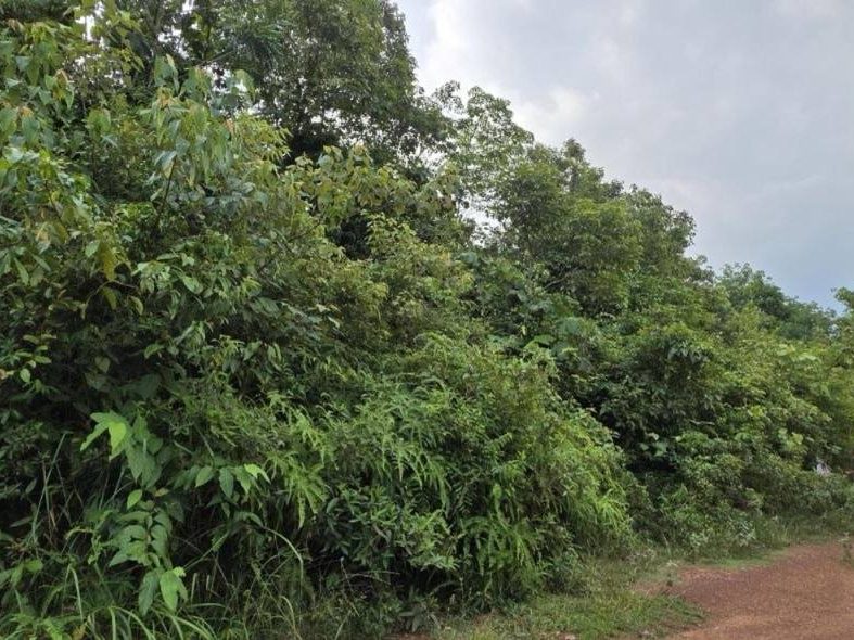 Tanah Pertanian 4 Ekar Bukit Kepis Kuala Jempol Negeri Sembilan Freehold