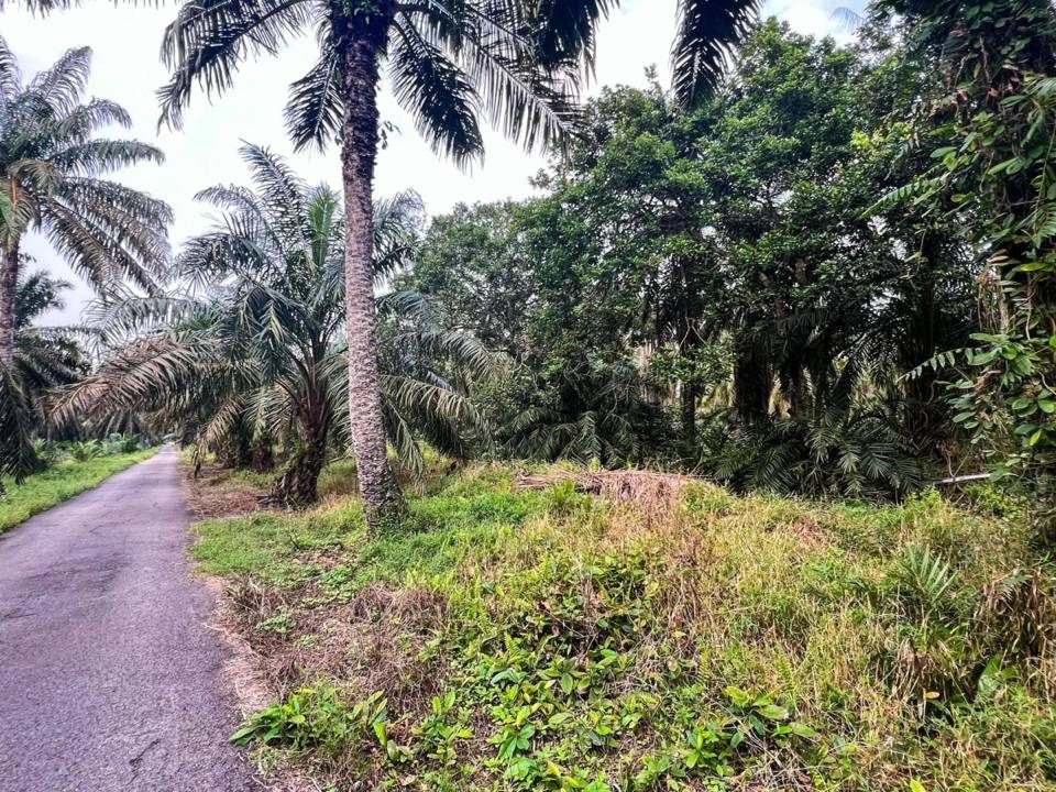 Tanah Pertanian 1.88 Ekar Merbau Berdarah Sungai Panjang Sabak Bernam