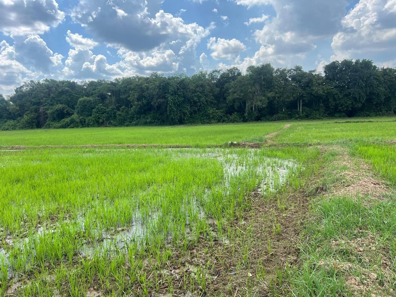 Tanah Sawah Padang Halban Changlun Kedah 4.68 Relong Geran Individu