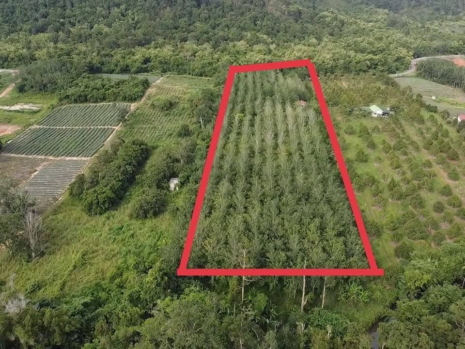 Tanah Kebun Getah Bukit Kechik Changlun Kedah 5.2 Ekar Freehold