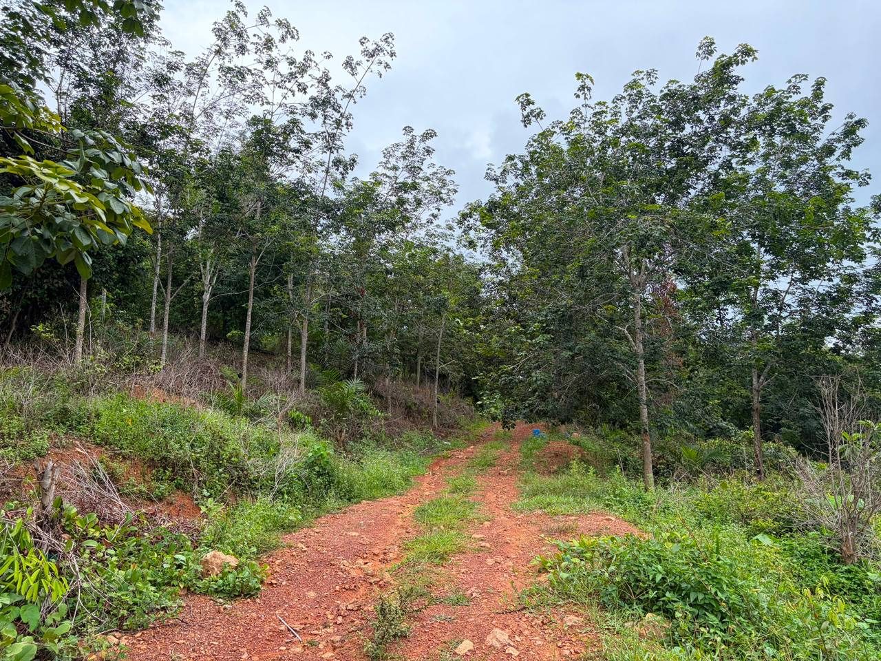 Tanah Pertanian Kupang Baling Kedah 1.23 Ekar Freehold