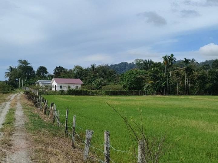 Tanah Bendang Yan Kedah 0.2847 Hektar Freehold Geran 1 Nama