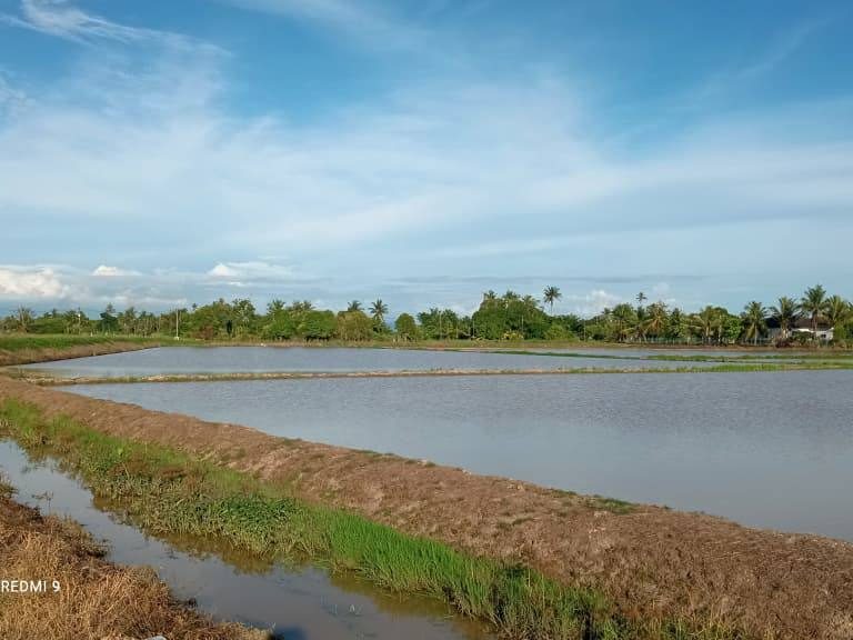 Tanah Bendang Kepala Batas 1.94 Ekar Freehold 1st Grade Permatang Kerai Besar