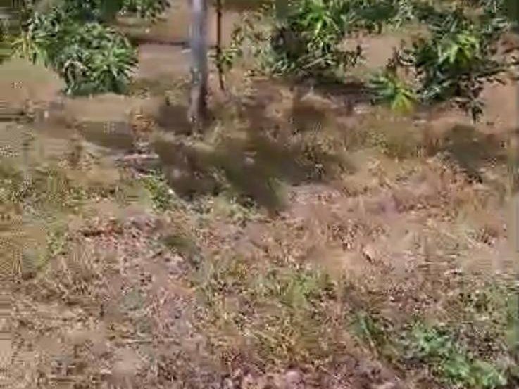 Banglo & Dusun Harumanis 7 Relong Mukim Beseri Perlis