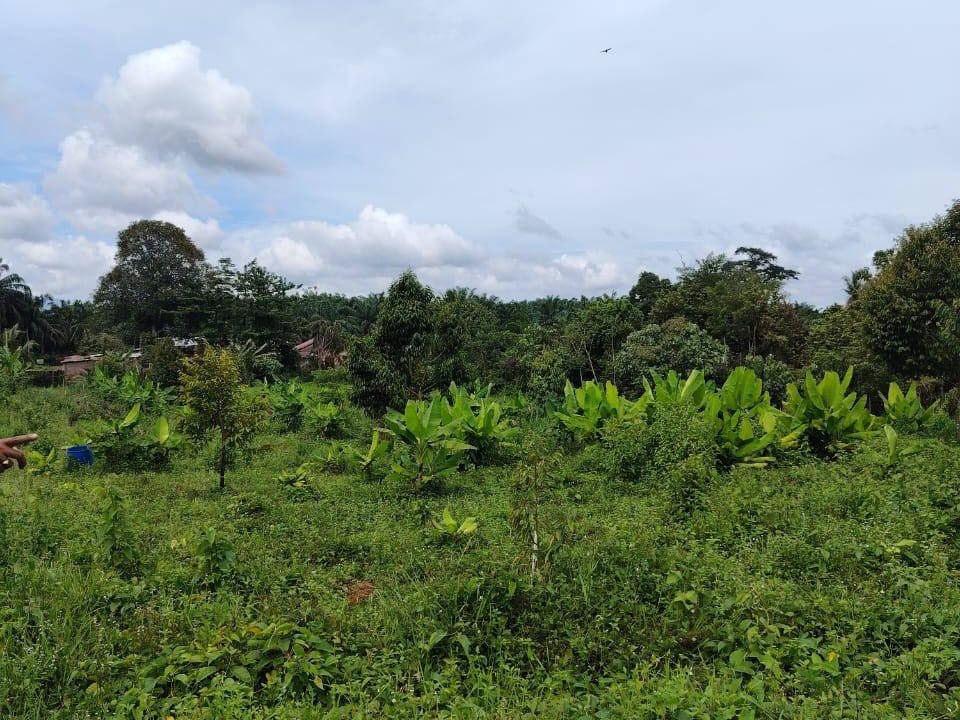 Tanah Dusun 4.29 Ekar Kg Batu Sembilan Jeniang Gurun Kedah Freehold