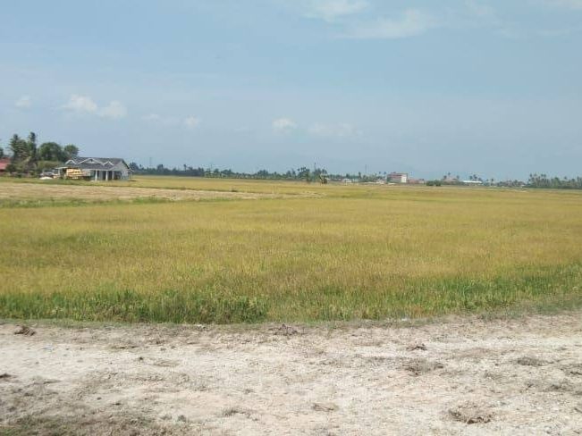 Tanah Bendang 1.94 Ekar Permatang Kerai Besar Kepala Batas Penang Freehold 1st Grade