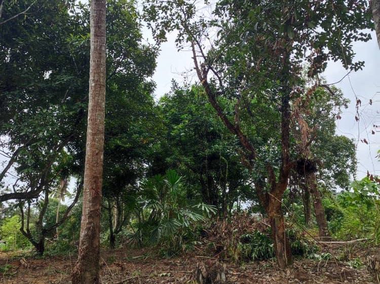 Tanah Dusun 30,396 Kaki Persegi Jeneri Sik Kedah Freehold