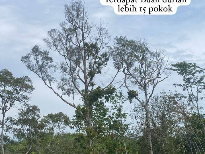 Tanah Dusun 1.8 Relong Kubang Lintang Jeneri Sik Kedah Freehold