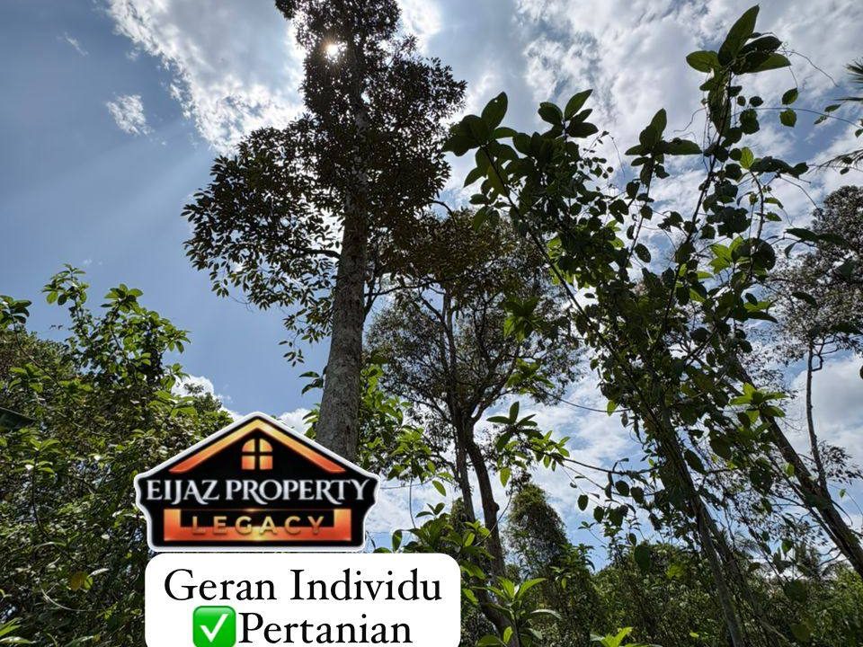 Tanah Dusun 8 Relong Kg Benangman Cepir Sik Kedah Freehold