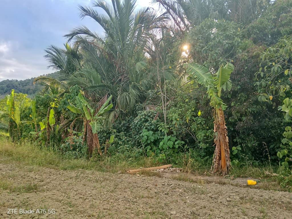 Tanah Pertanian 3.6 Ekar Mukim Pulai Baling Kedah Freehold