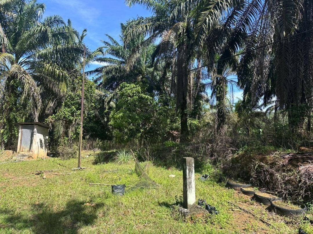Tanah Pertanian Batu Kurau 2.30 Ekar Geran Individu