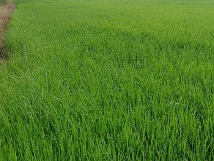 Tanah Pertanian Bertam Seberang Perai Utara 1.73 Ekar Freehold
