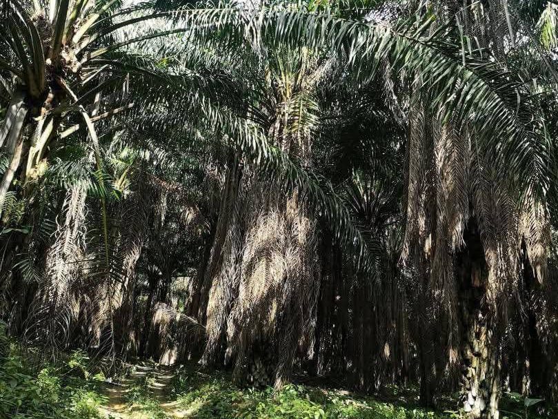 Ladang Sawit 8 Ekar Freehold Batang Padang, Perak | Harga Turun RM440K
