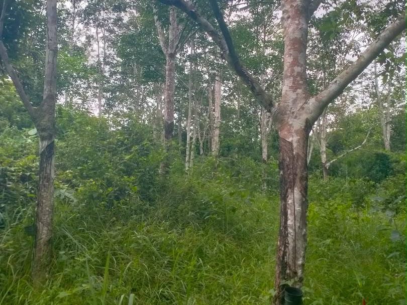 Tanah Pertanian 1.924 Ekar Dengan Pokok Getah Kg Tg Lobak, Gerik