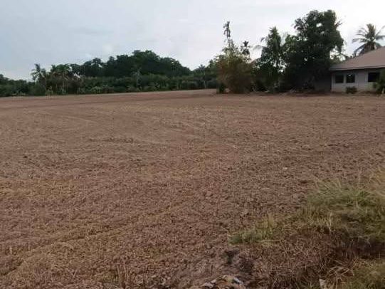 Tanah Bendang 2.06 Ekar Freehold Mukim Simpor, Kuala Muda
