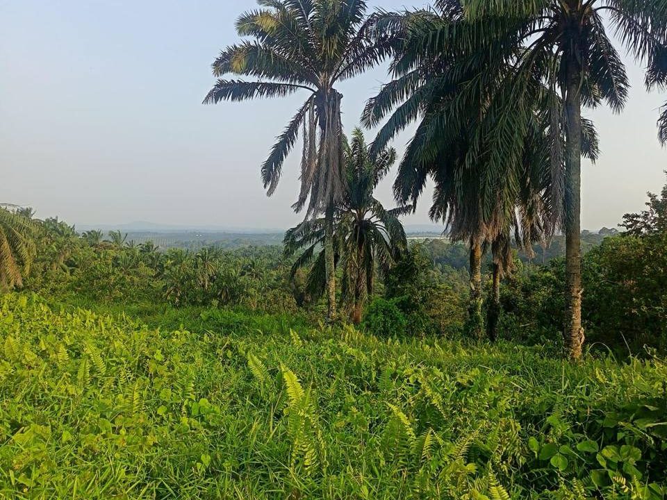Tanah Pertanian 7.1 Ekar Bersebelahan Bandar Seri Impian Dengan View Gunung Lambak, Kluang