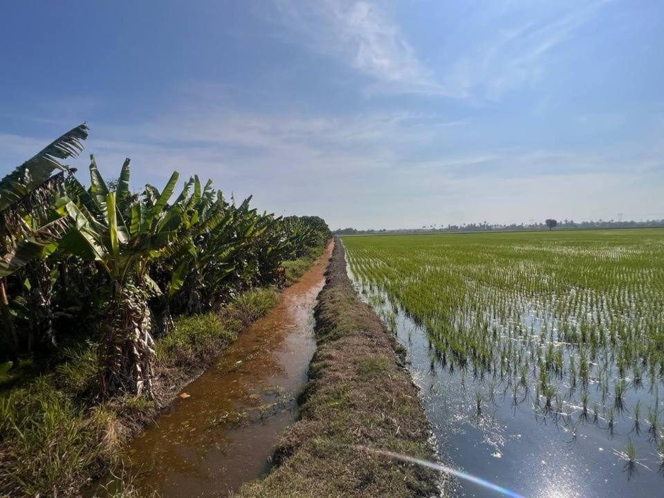Tanah Sawah Parit 11 Timur Sungai Besar 2.65 Ekar Freehold