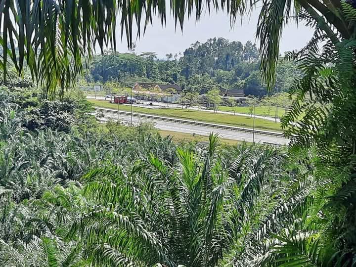 Ladang Sawit 114 Ekar Bukit Besi Dungun Terengganu Dekat LPT2