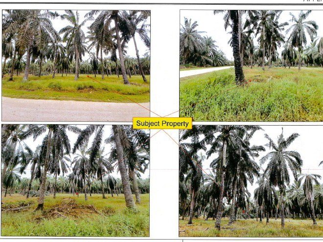 Tanah 5 Ekar Jalan Utama Ijok Kuala Selangor Freehold