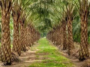 Tanah Pertanian Jerangau Terengganu 12 Ekar Freehold