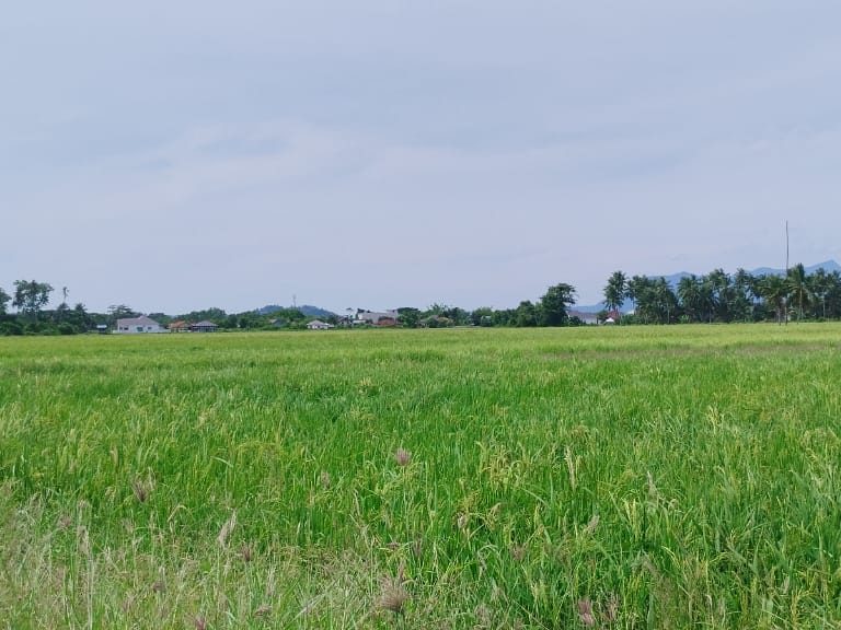 Tanah Sawah Seberang Perai Utara Pulau Pinang 0.799 Ekar Freehold