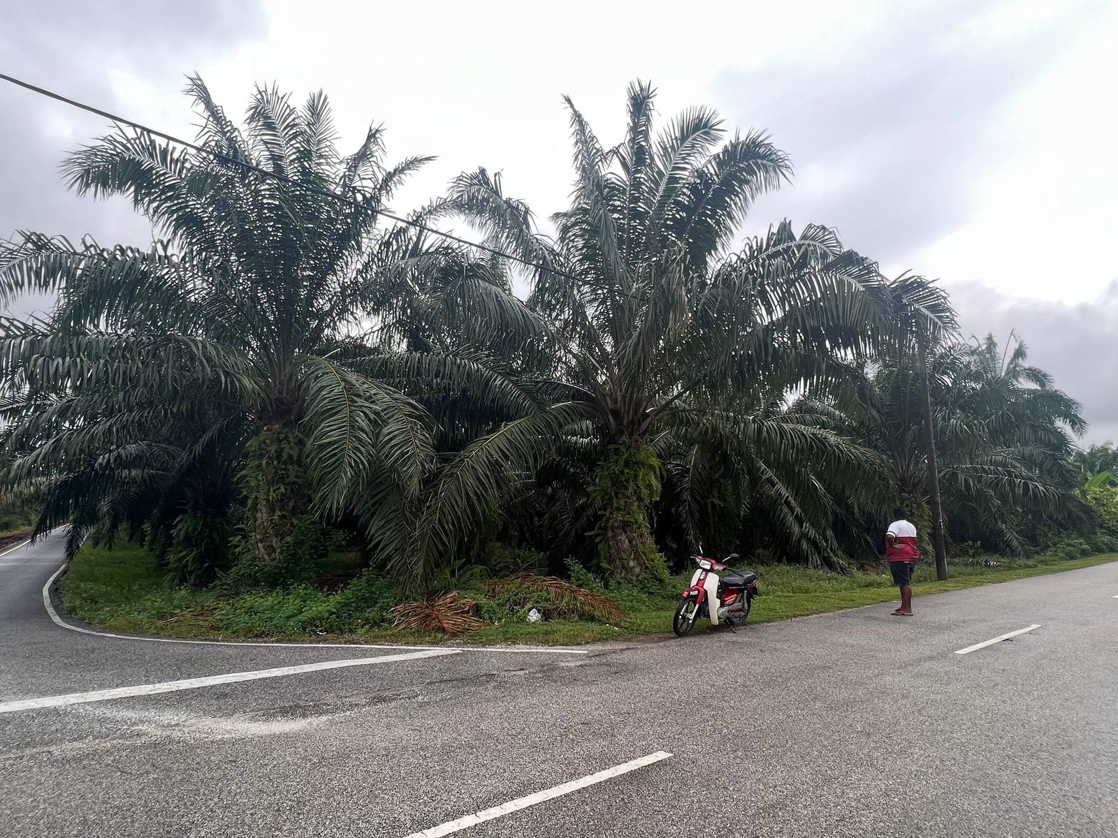 Tanah Pertanian Bukit Belimbing Kuala Selangor 1.5 Ekar Freehold