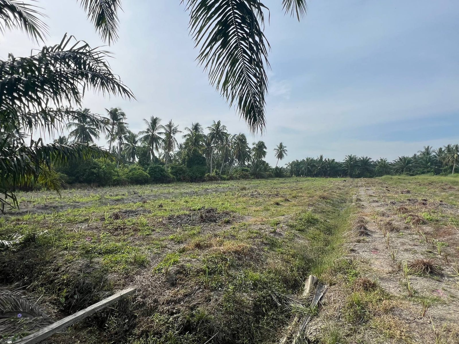 Tanah Pertanian Bukit Rotan Kuala Selangor 1 Ekar Geran Individu
