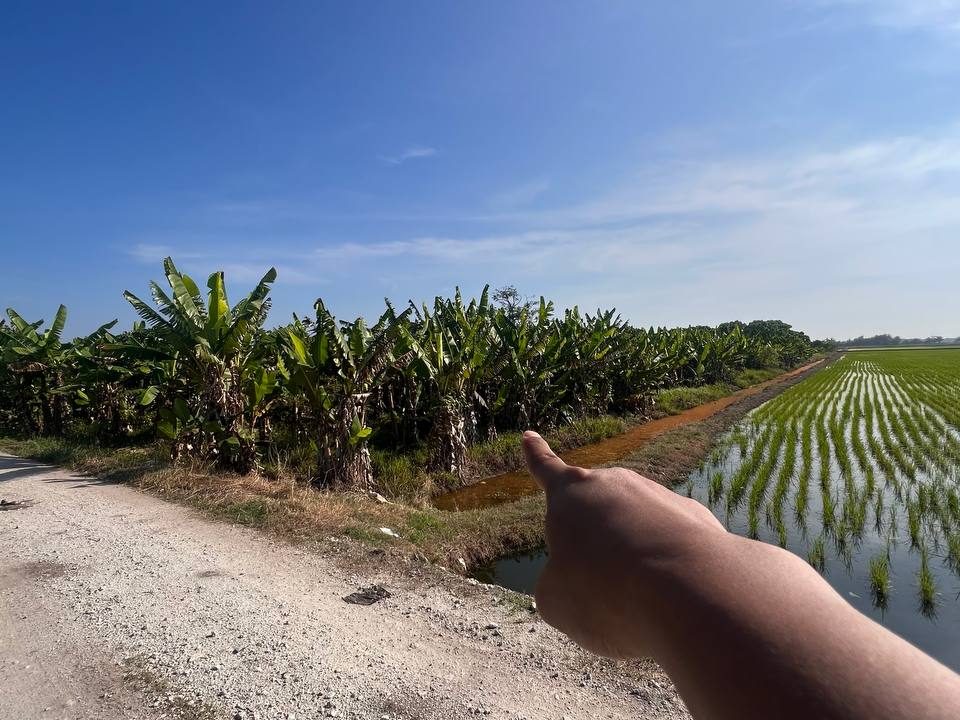 Tanah Sawah Parit 11 Timur Sungai Besar Sabak Bernam 2.65 Ekar Freehold