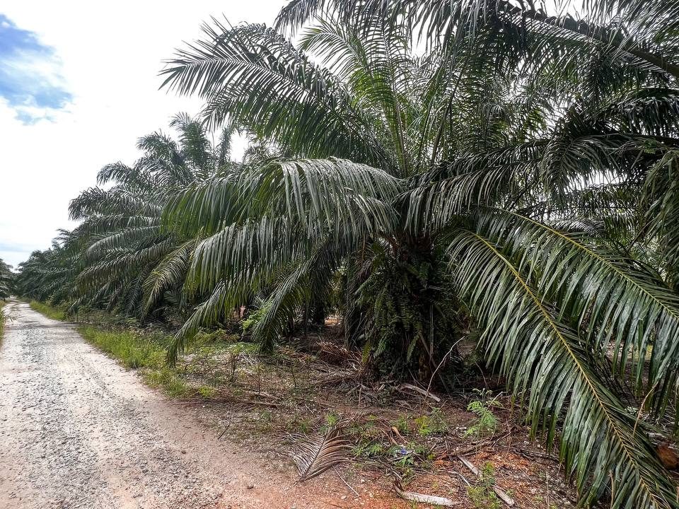 Tanah Pertanian Pancang Bedena Sabak Bernam 2 Ekar