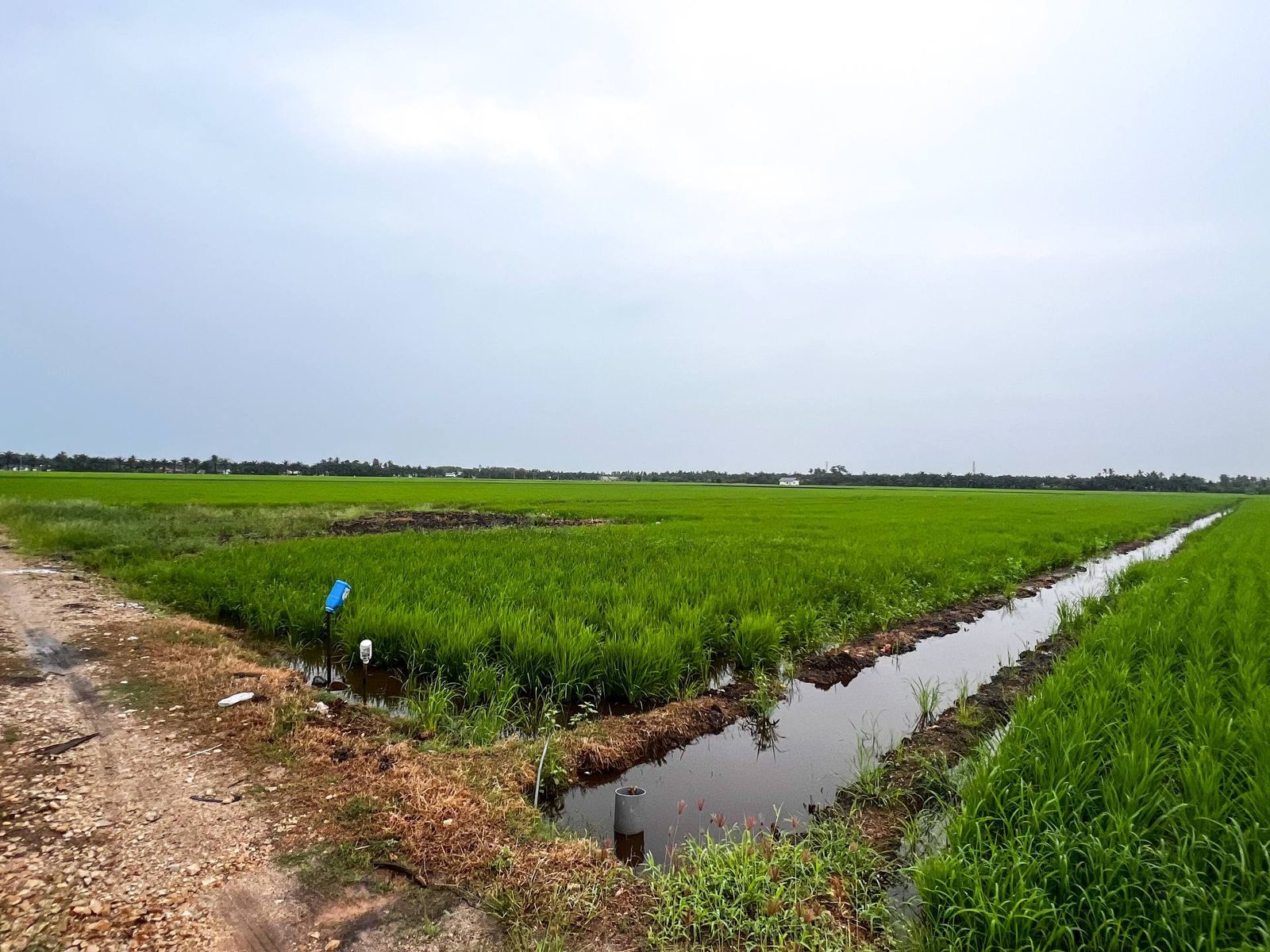 Tanah Sawah Parit 9 Sungai Leman Sabak Bernam 1.5 Ekar Freehold