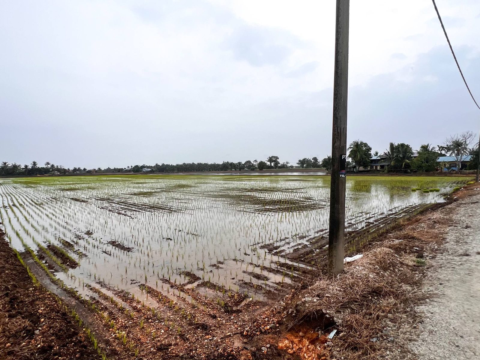 Tanah Pertanian Sungai Besar Sabak Bernam 3 Ekar
